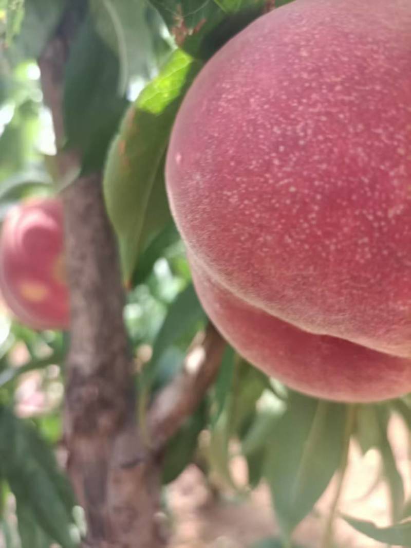 山东水蜜桃北京8号水蜜桃大量上市，支持一件代发