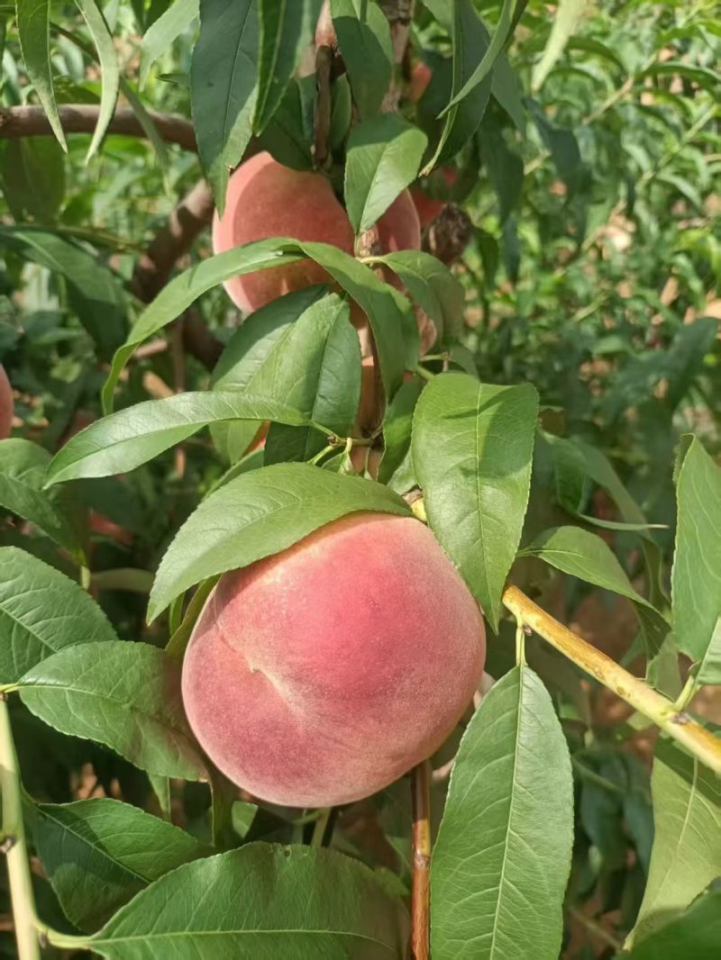 山东水蜜桃北京8号水蜜桃大量上市，支持一件代发