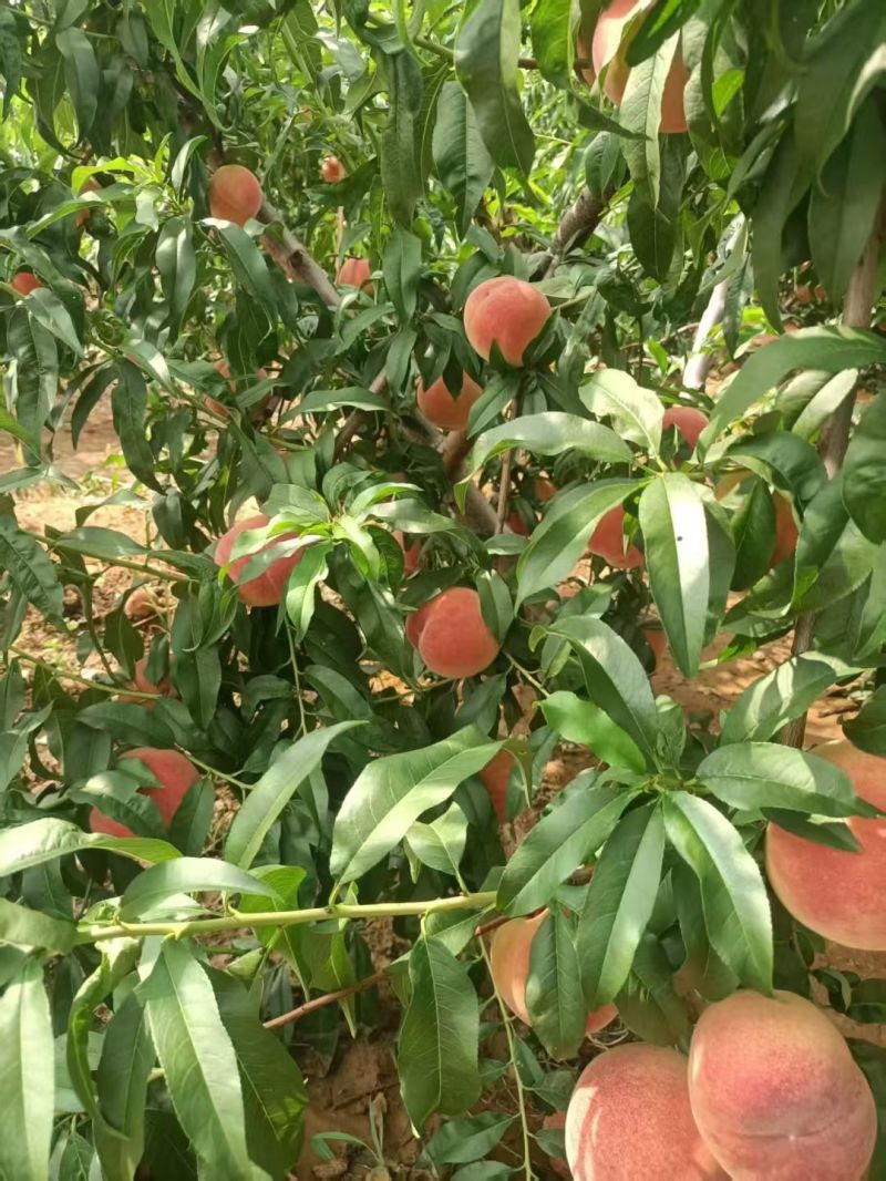 山东水蜜桃北京8号水蜜桃大量上市，支持一件代发