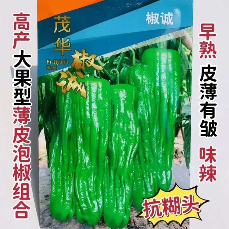 欧丽900薄皮青椒种籽大果高产抗病泡椒种子四季早熟阳台蔬