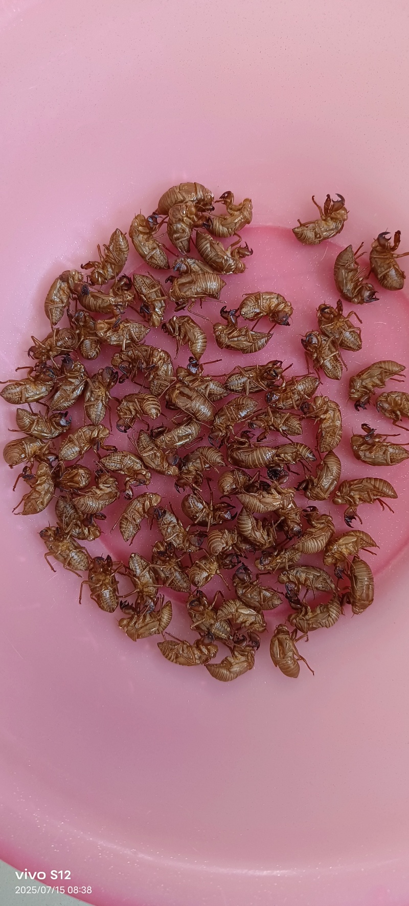 新鲜蝉蜕来袭规格齐全超高性价比24小时在线服务