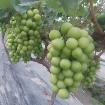 阳光玫瑰