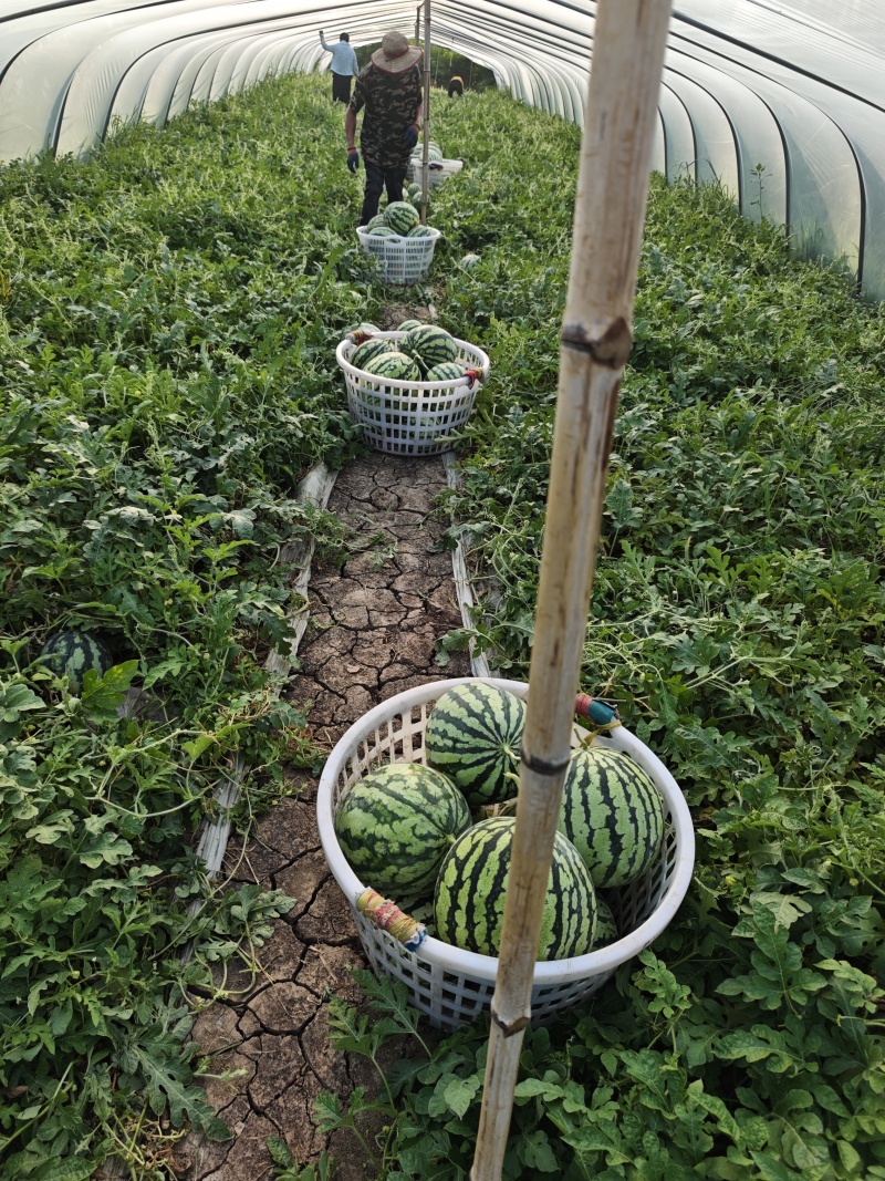 二茬麒麟瓜