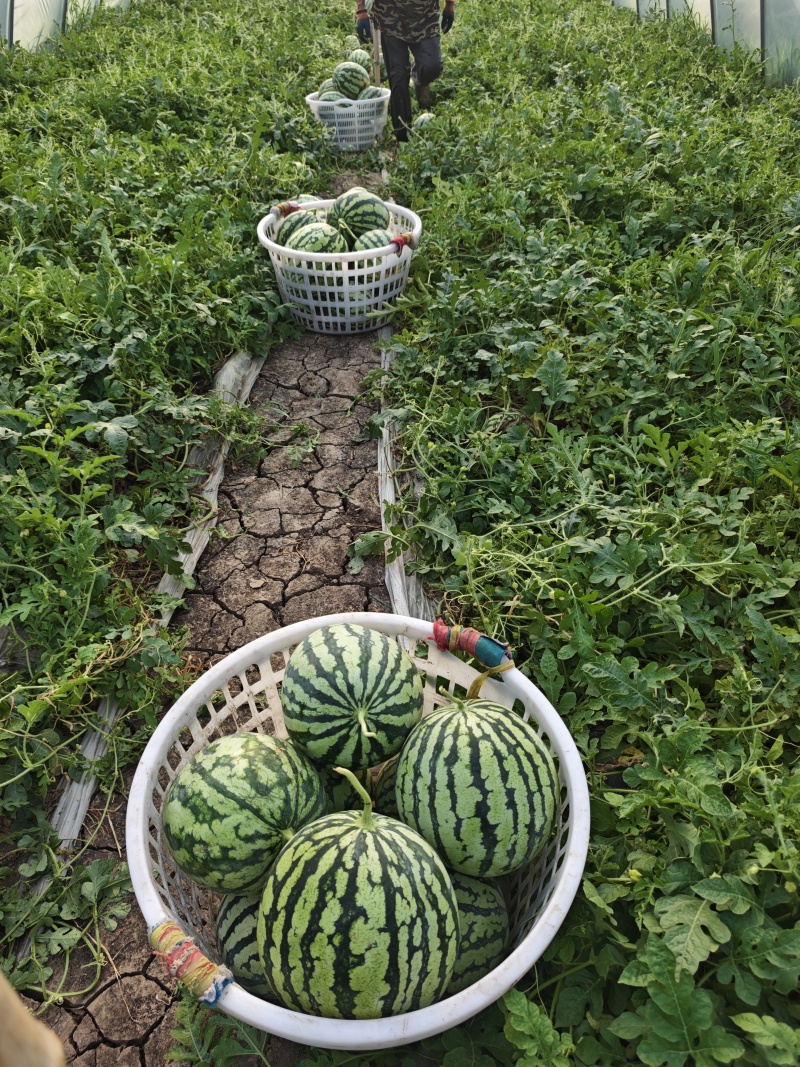 二茬麒麟瓜