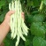九粒白芸豆