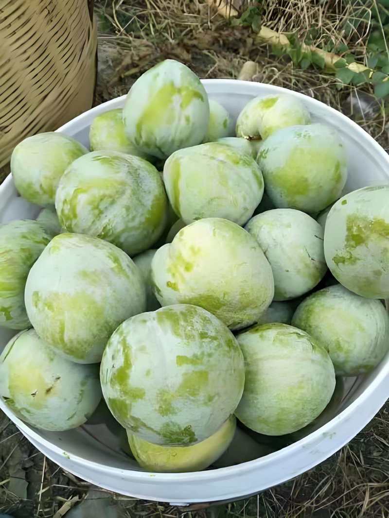 奈李，口感脆甜，市场，电商，出口，产地直发