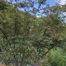 花椒