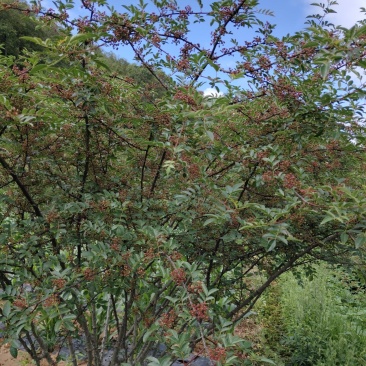 花椒