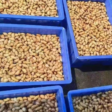 竹虫
