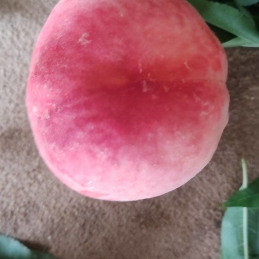 精品水蜜桃红九保