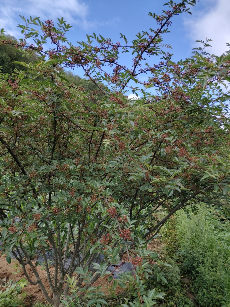 花椒