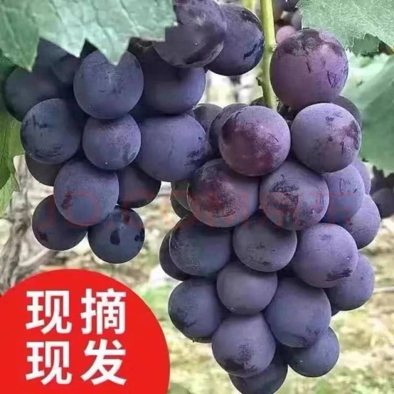 山东巨峰葡萄口感甜多汁田间地头现摘现发一手货源对接全国。