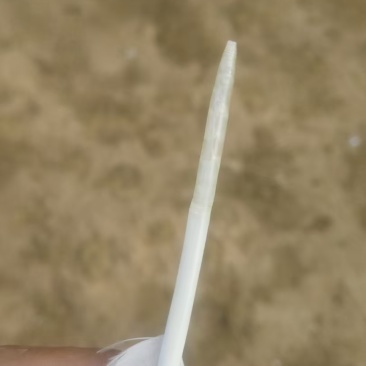 自己家养的鹅120天1300只翻翅需要屠杀