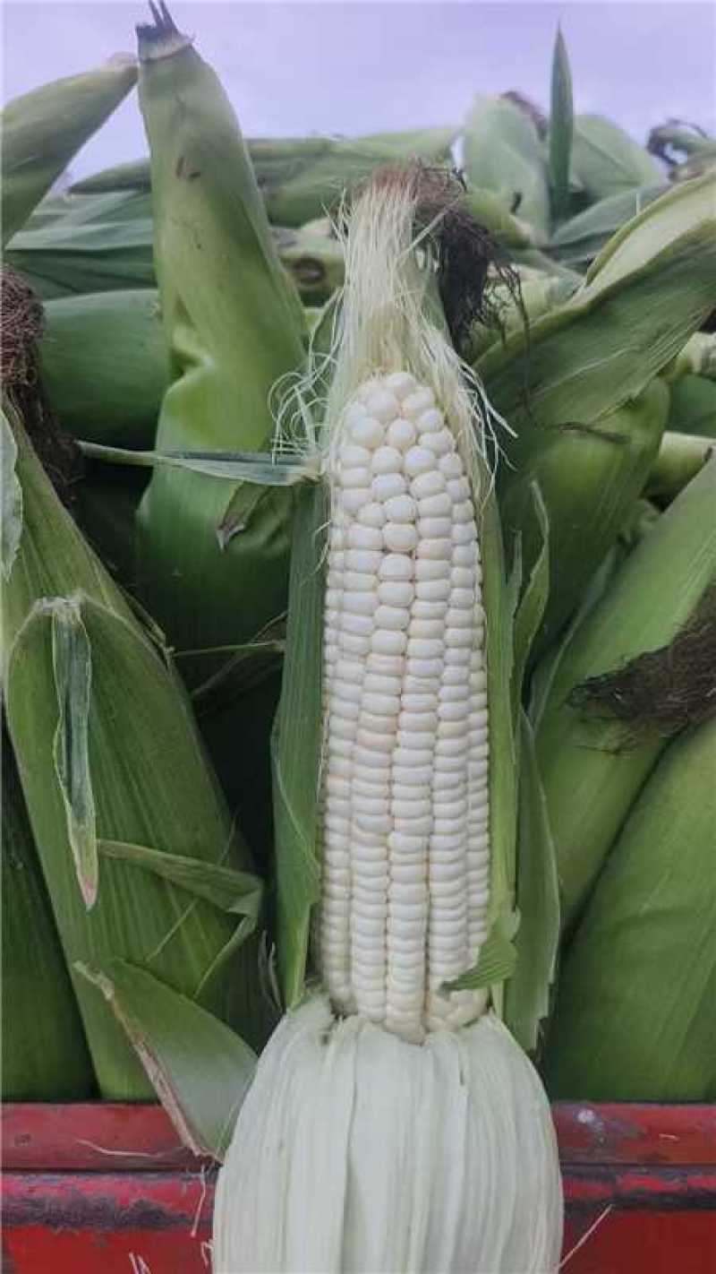 云南陆良水果玉米产地一手货源代办代发全国发货欢迎联系