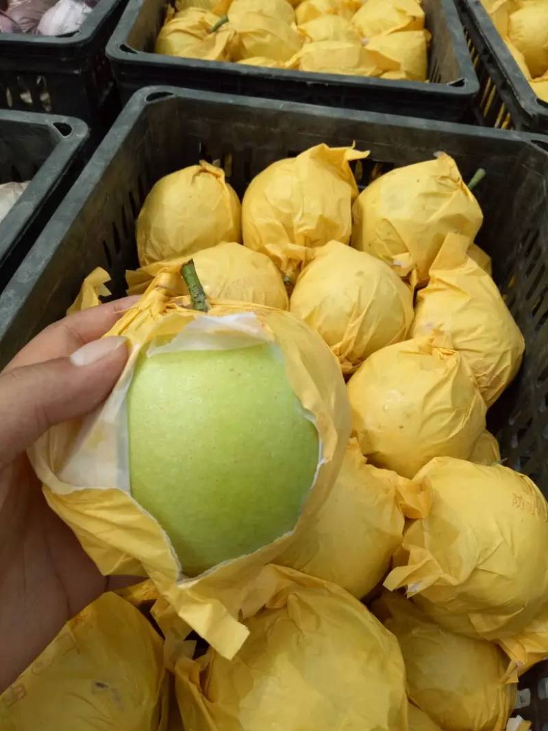 翠玉梨安徽砀山梨产地直发皮薄酥脆细腻无渣量大优惠