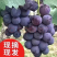 山东平邑精品巨峰葡萄甜度18以上品质严选对接电商平台商超