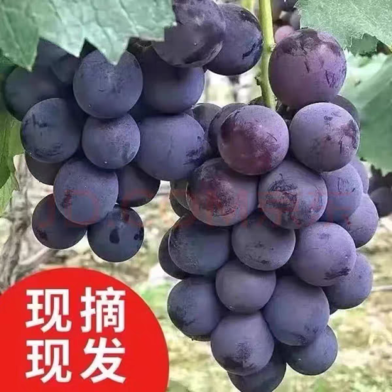 山东平邑精品巨峰葡萄甜度18以上品质严选对接电商平台商超