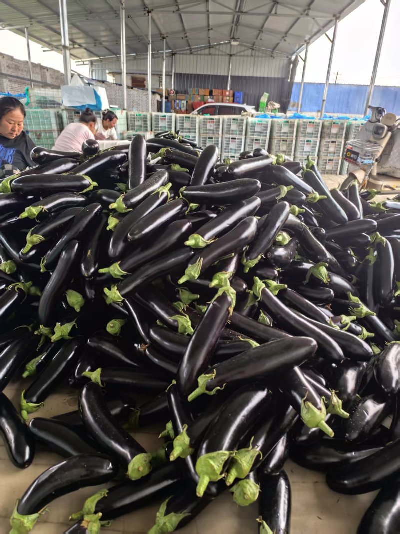 山西精品茄子源头产地全国可发量大质优价格优惠欢迎来电