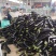 山西精品茄子源头产地全国可发量大质优价格优惠欢迎来电