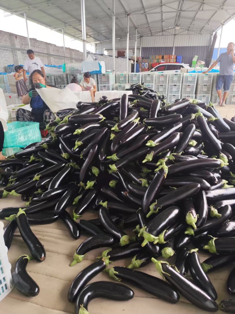 山西精品茄子源头产地全国可发量大质优价格优惠欢迎来电