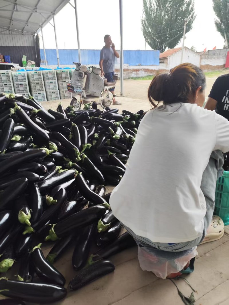 山西精品茄子源头产地全国可发量大质优价格优惠欢迎来电