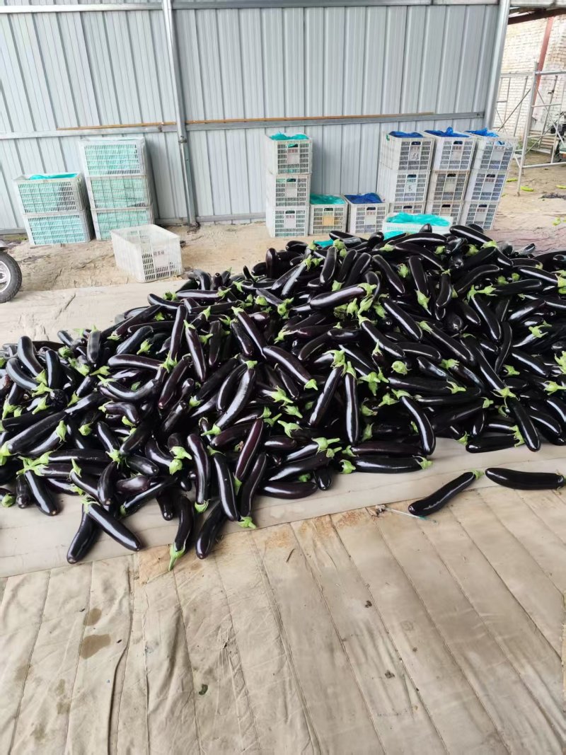 山西精品茄子源头产地全国可发量大质优价格优惠欢迎来电