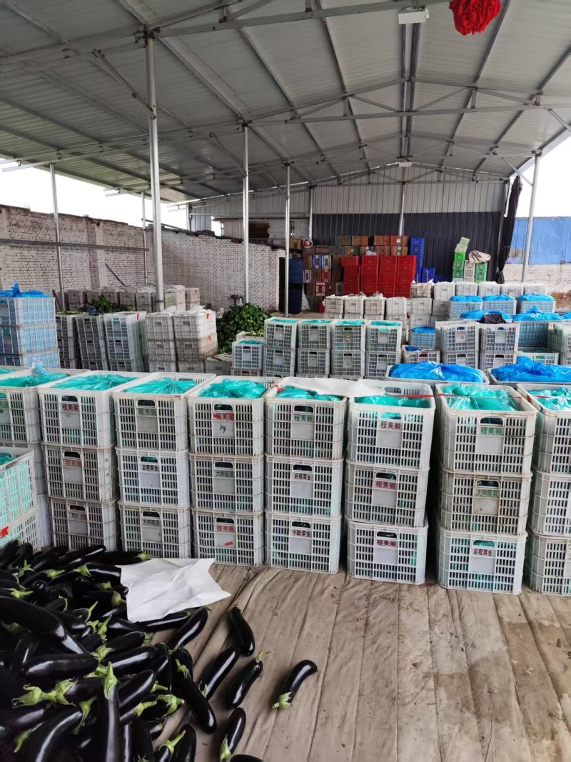 山西精品茄子源头产地全国可发量大质优价格优惠欢迎来电