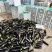 山西精品茄子源头产地全国可发量大质优价格优惠欢迎来电