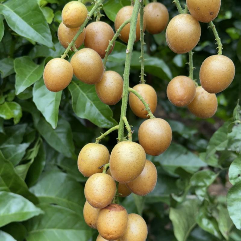 黑黄皮