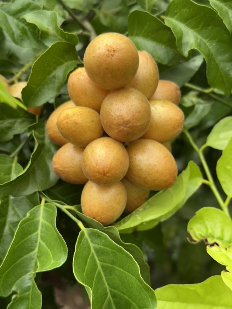 黑黄皮