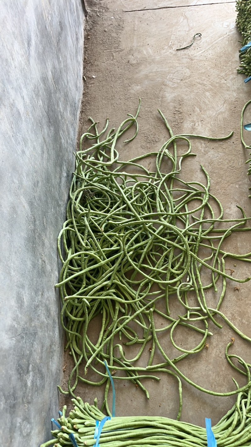 豆角供应，可以开发票