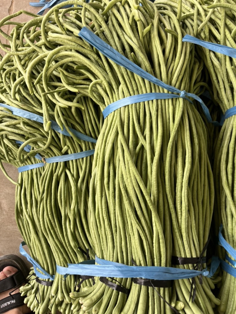 豆角供应，可以开发票