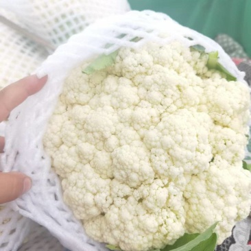 精品花菜上市