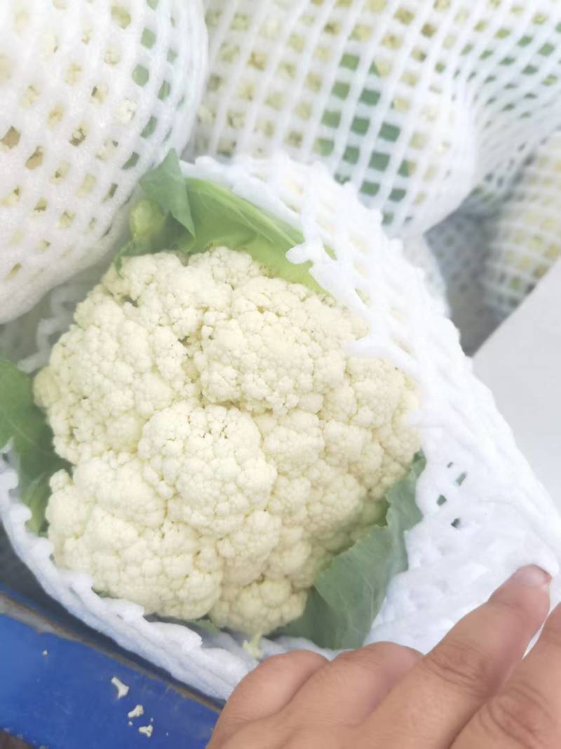 精品花菜上市