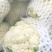 精品花菜上市