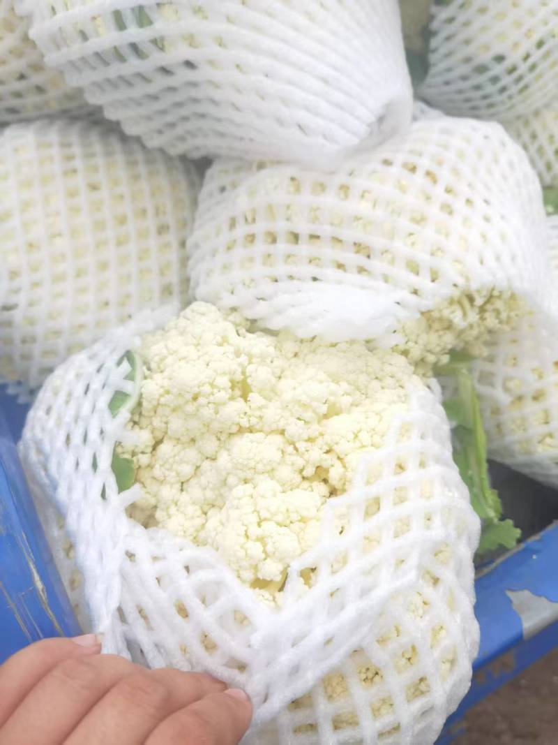 精品花菜上市