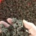 安徽洪河桥猫爪草大量接单产地直发量大从优欢迎来电