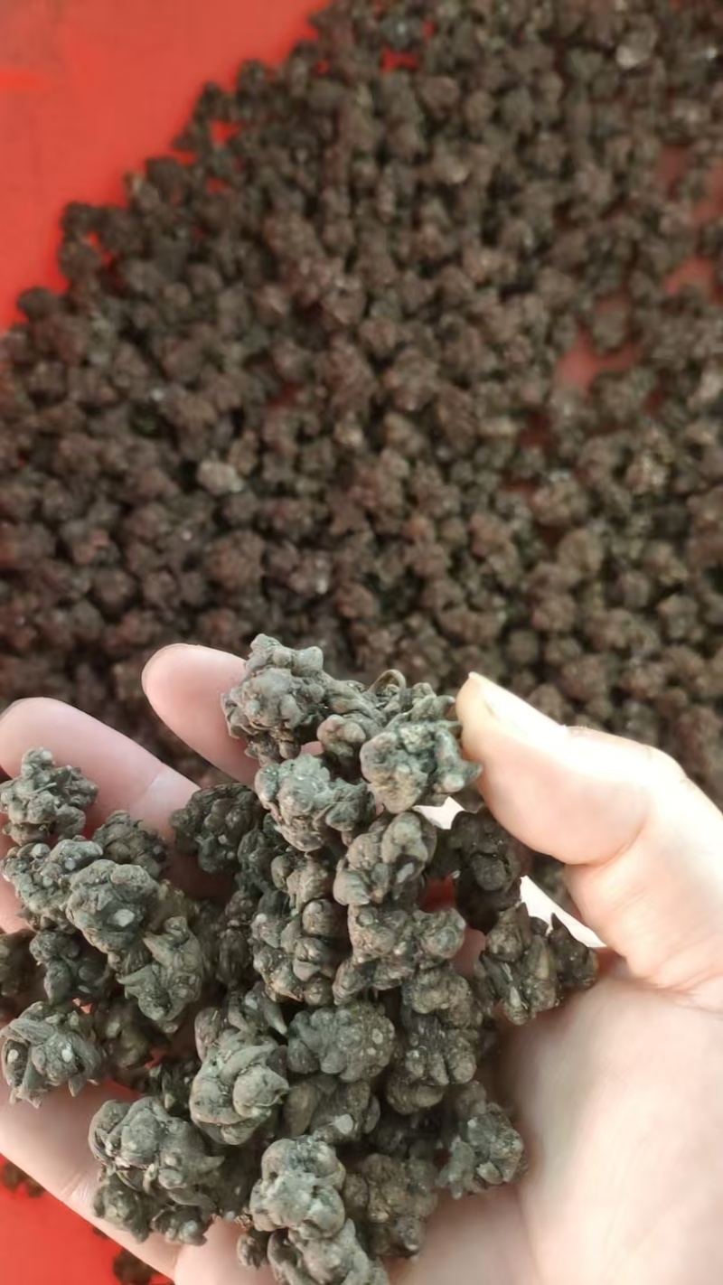 安徽洪河桥猫爪草大量接单产地直发量大从优欢迎来电