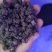 安徽亳州猫抓草大量上市产地直发品质保证诚信合作