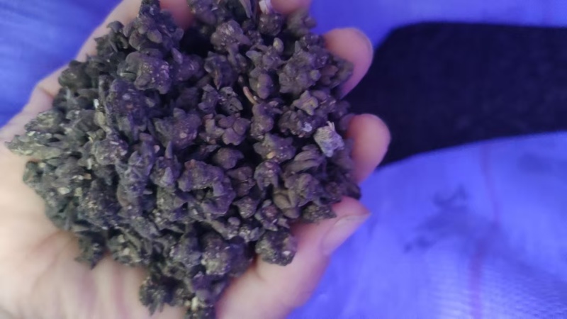 安徽亳州猫抓草大量上市产地直发品质保证诚信合作