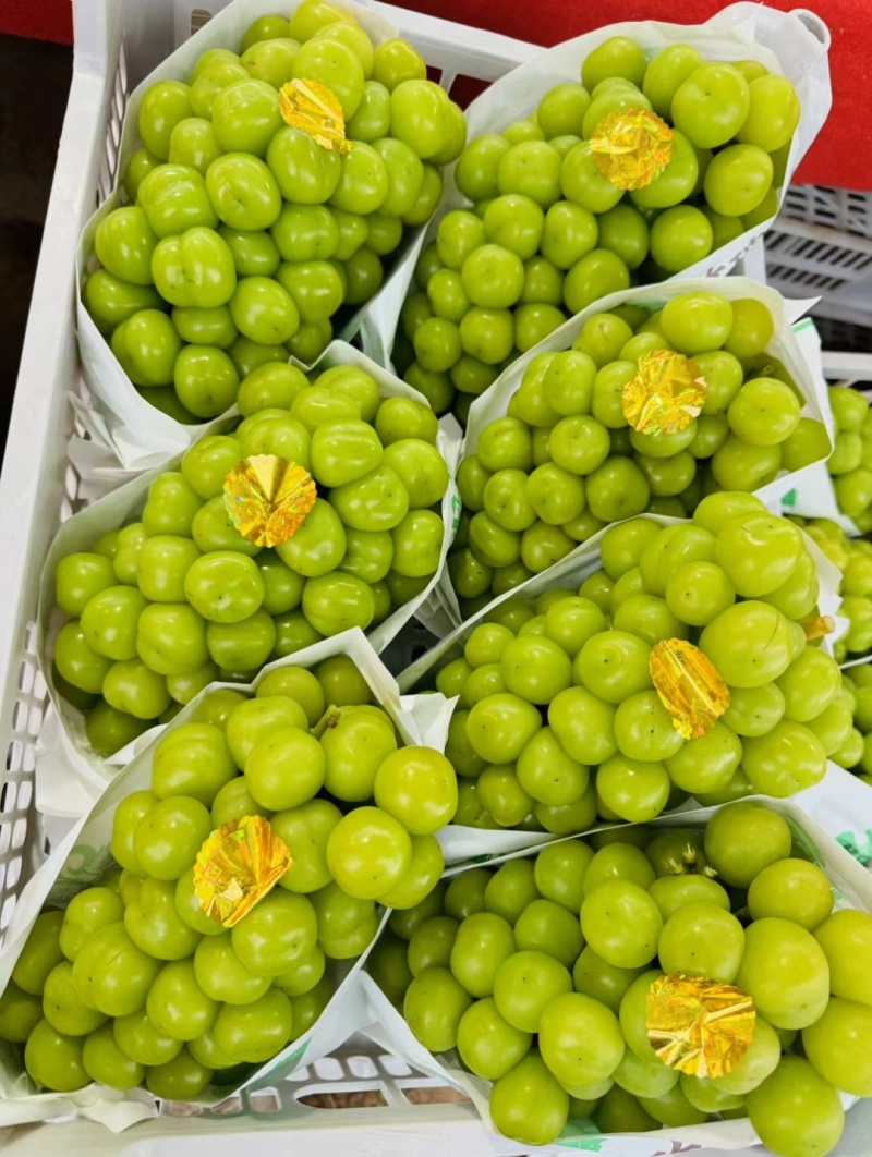 阳光玫瑰大量供应对接平台市场各种规格齐全欢迎来电