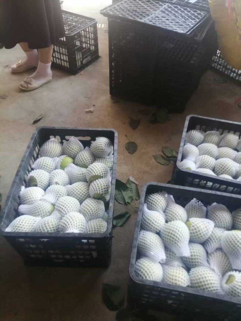 翠冠梨