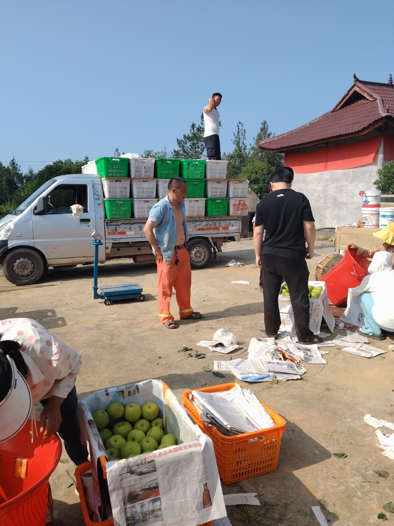 翠冠梨