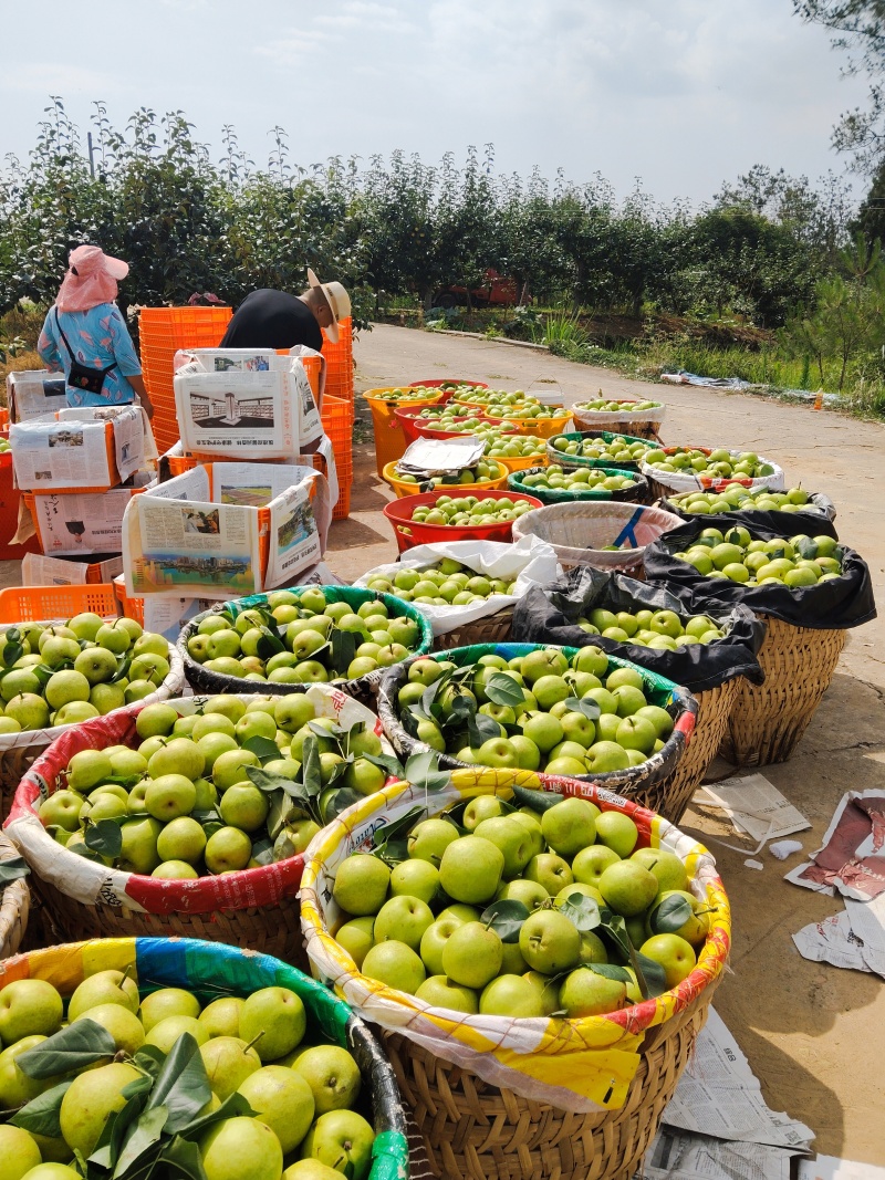 翠冠梨