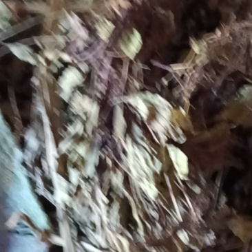 水洗野生车前草