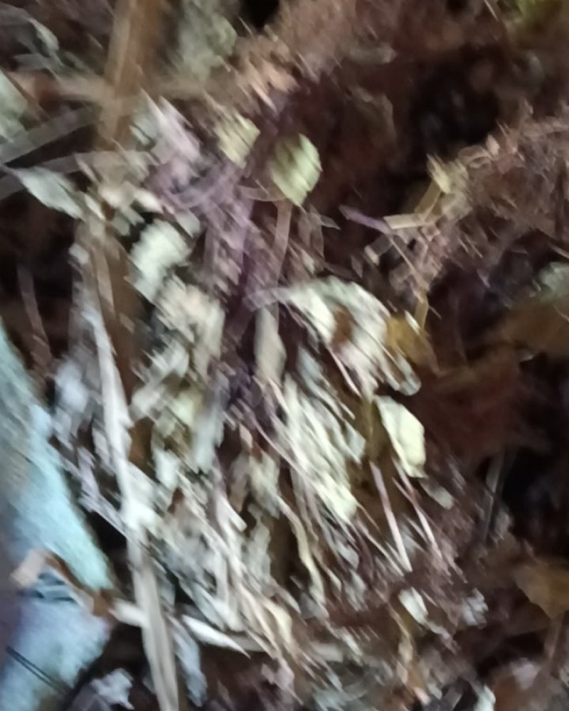 水洗野生车前草
