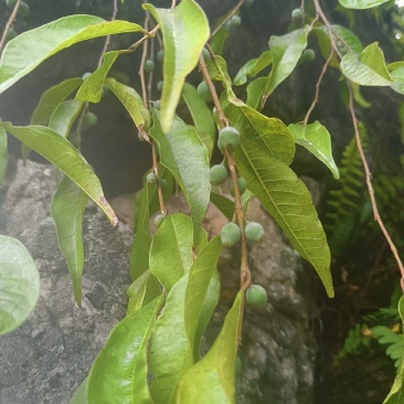 匍茎榕