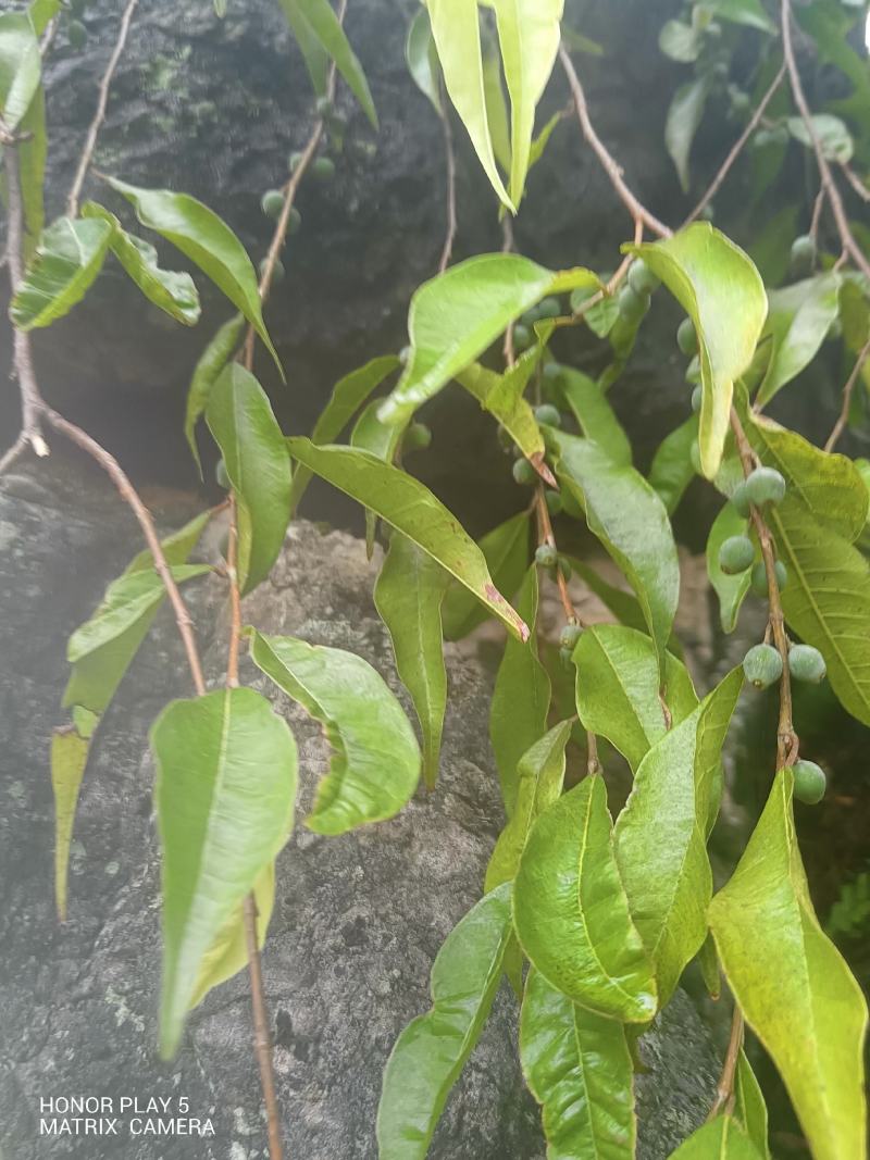 匍茎榕