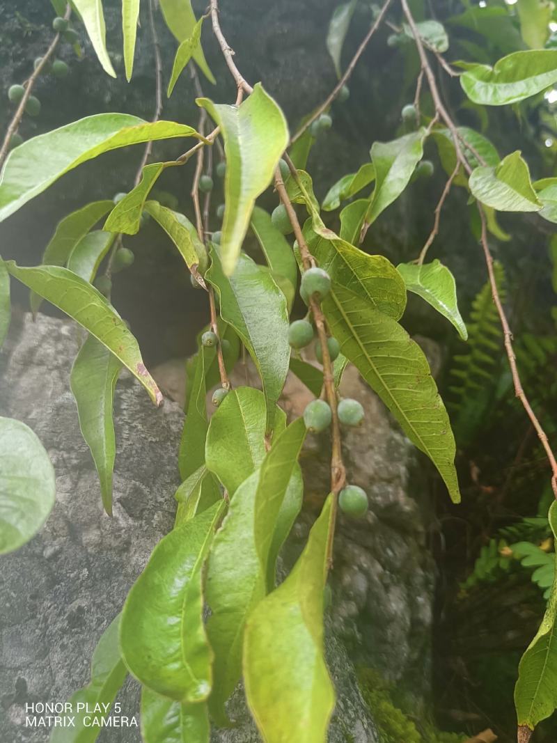 匍茎榕
