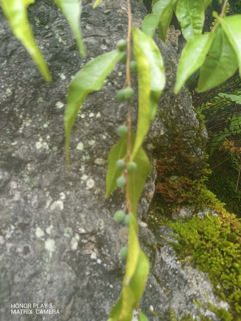 匍茎榕